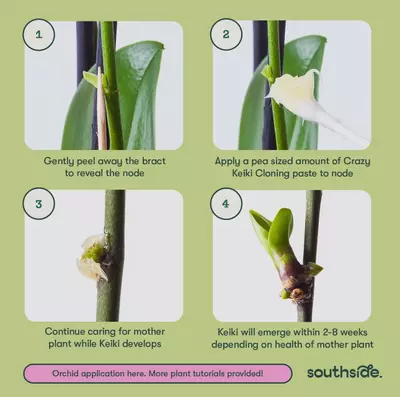 plant/✨ Crazy Keiki Cloning Paste – Spark New Growth & Propagation ✨-2-thumbnail