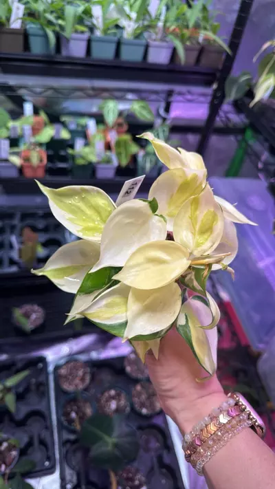 plant/Philodendron Gabby 112-0-thumbnail