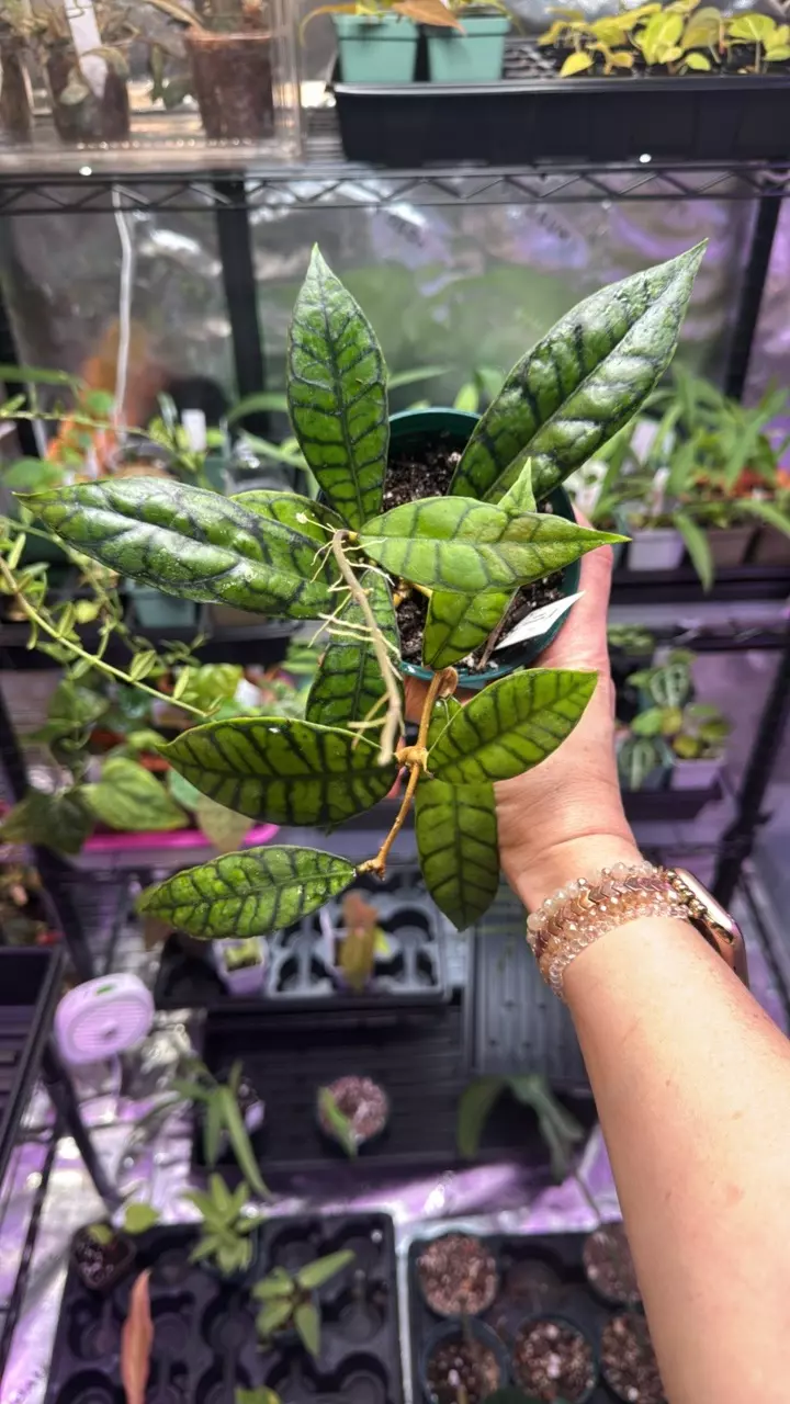 plant/Hoya Callistophylla ‘Kalimantan’-0