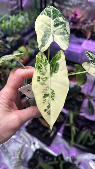 plant/Alocasia Frydek Albo 148-1-thumbnail