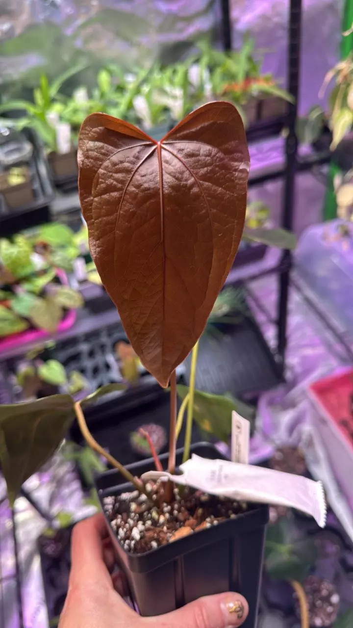 plant/Anthurium Queen of Hearts 174-0