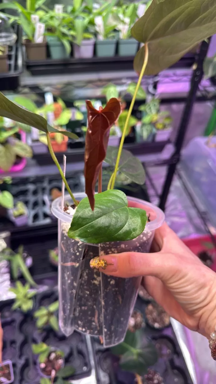 plant/Anthurium Queen of Hearts 145-1