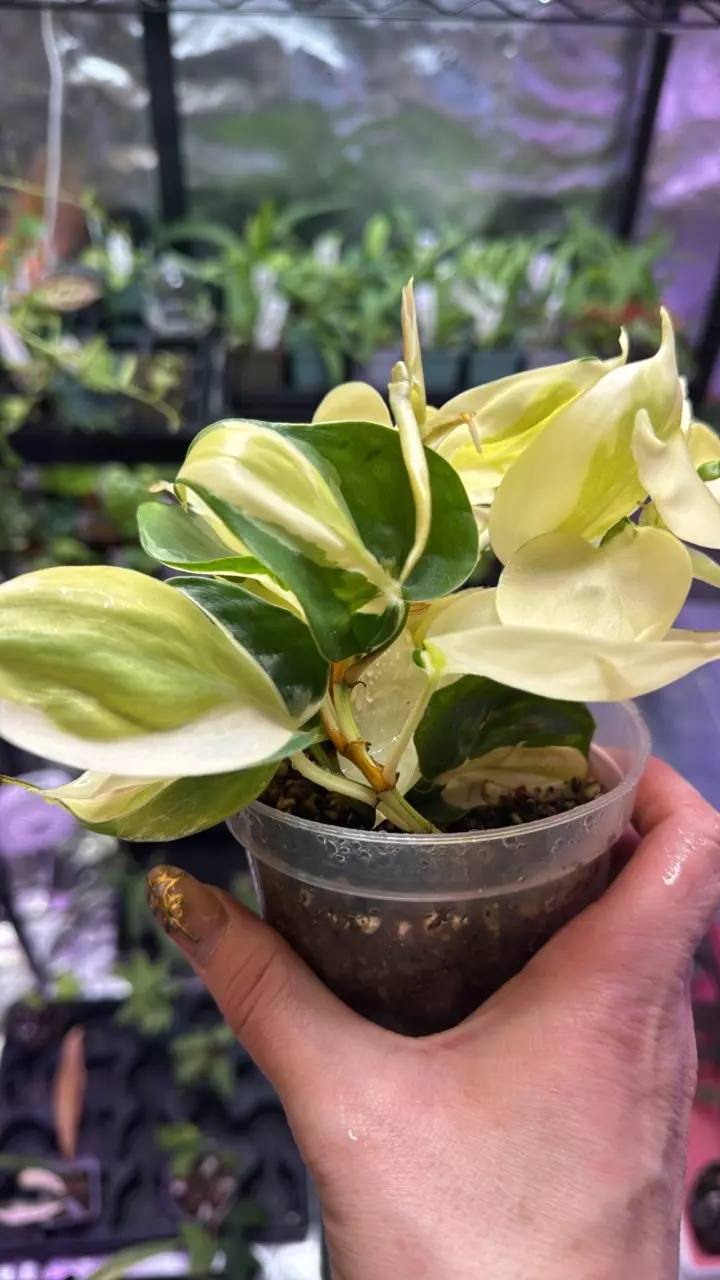 plant/Philodendron Gabby 112-1
