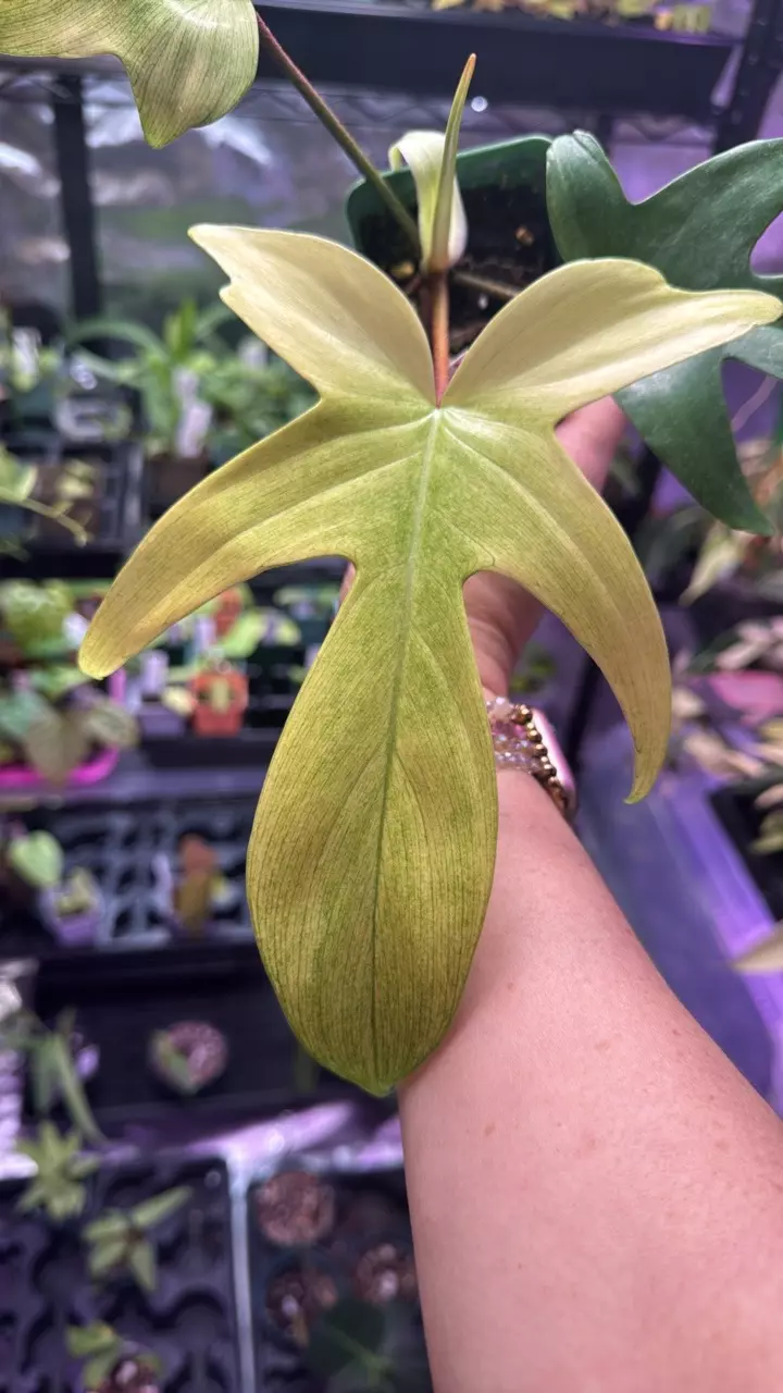 plant/Philodendron Florida Ghost-1