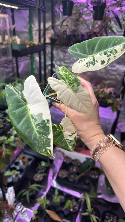 plant/Alocasia Frydek Albo 165-0-thumbnail