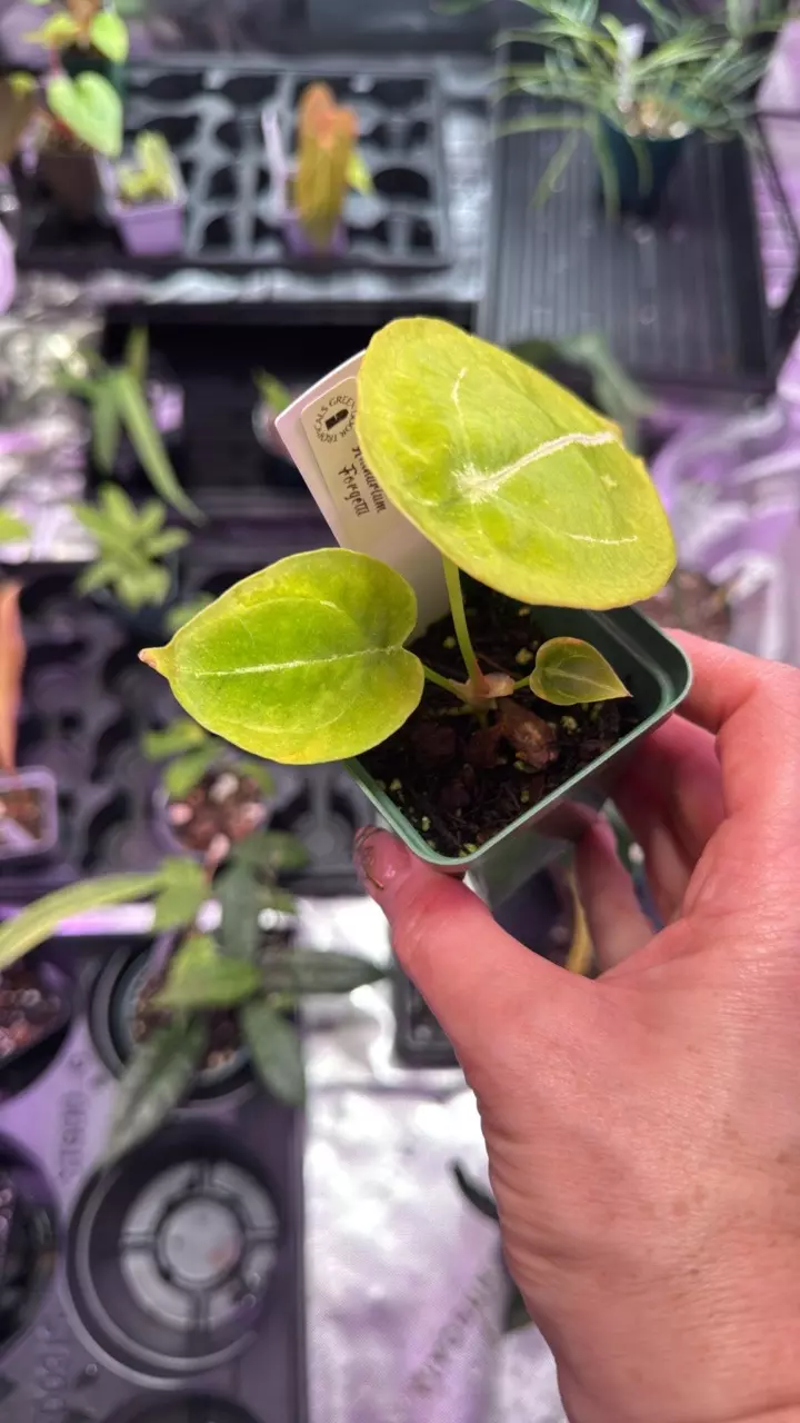 plant/Anthurium Forgetii-1
