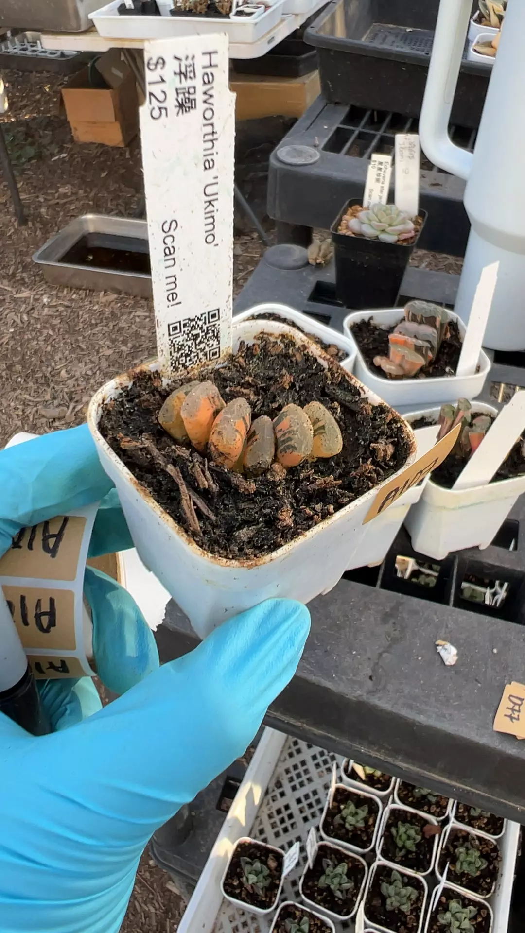 plant/a107 ukimo var-0