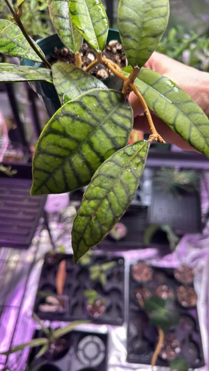 plant/Hoya Callistophylla ‘Kalimantan’-1