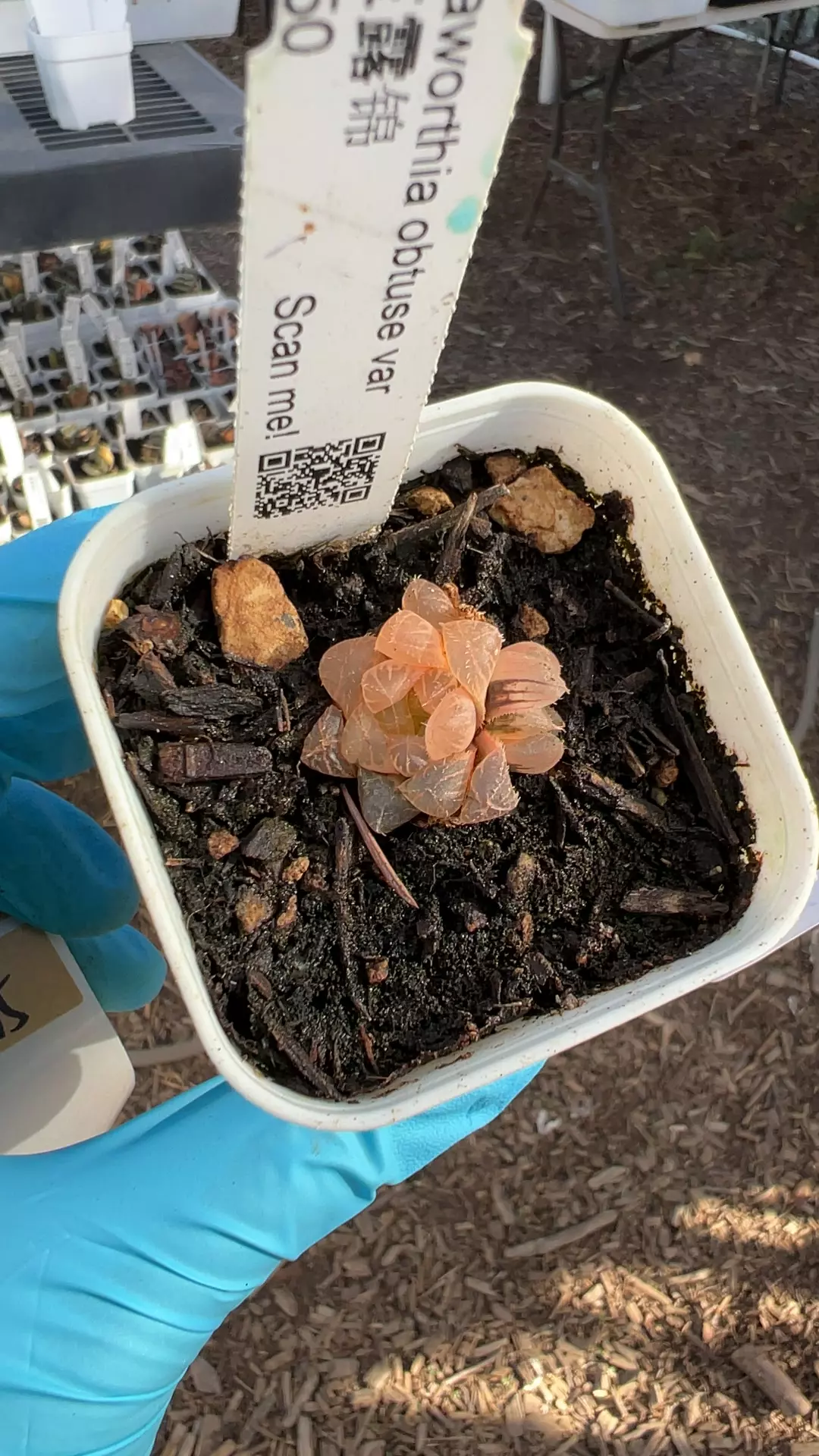 plant/a44 obtuse var-0