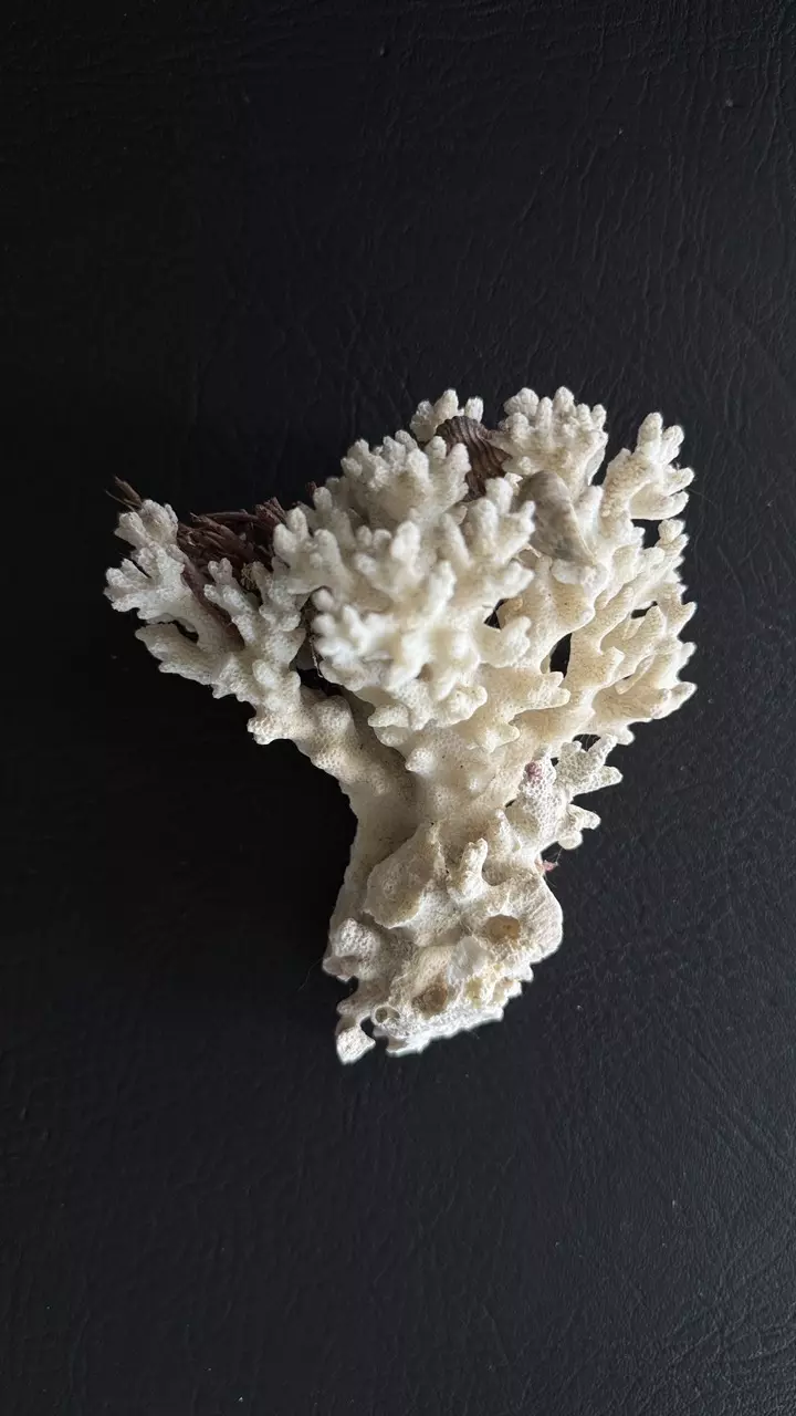 plant/Piece of Coral-0