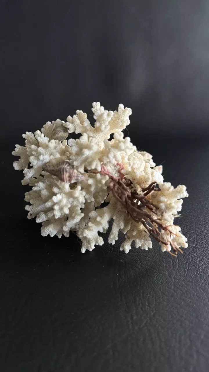 plant/Piece of Coral-1