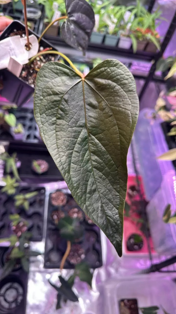 plant/Anthurium Queen of Hearts 174-1