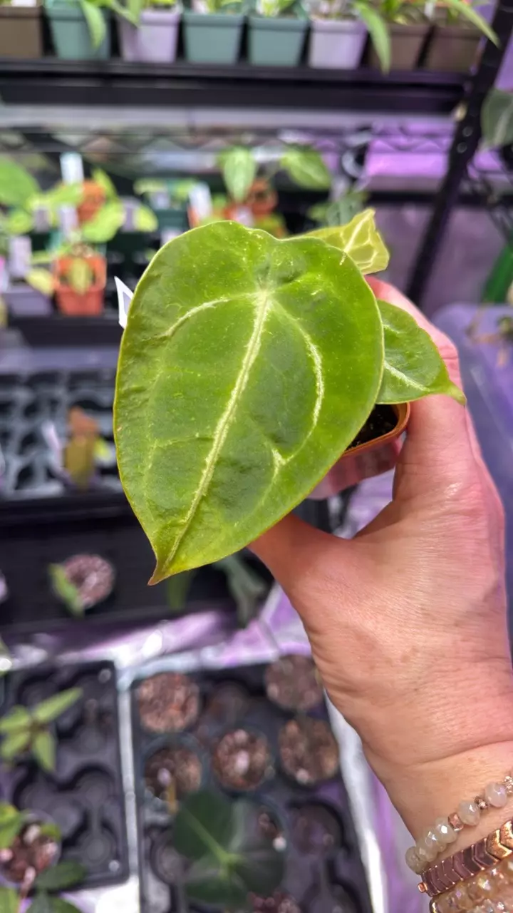 plant/Anthurium Forgetii #134-0