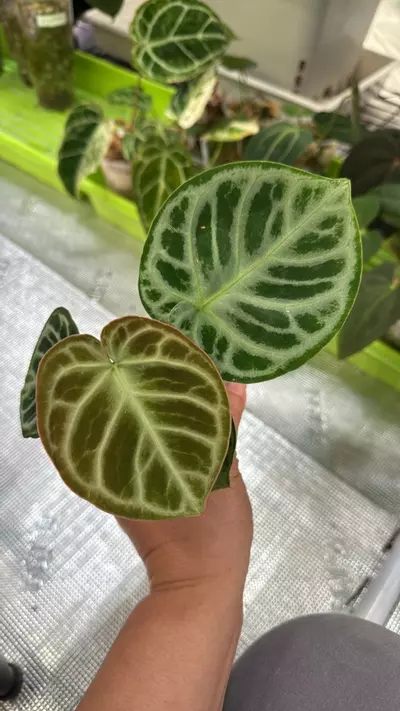 plant/No13, dorayaki silver super round-0-thumbnail