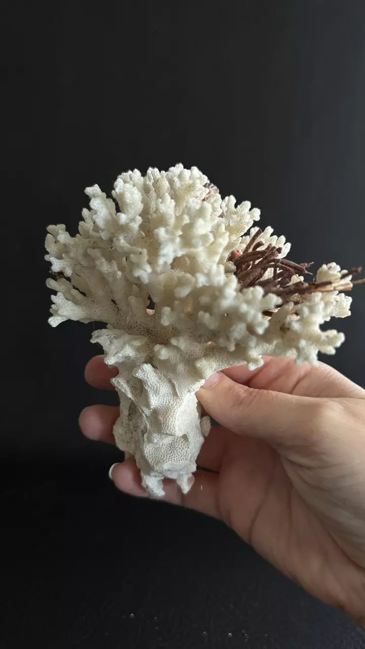 plant/Piece of Coral-4