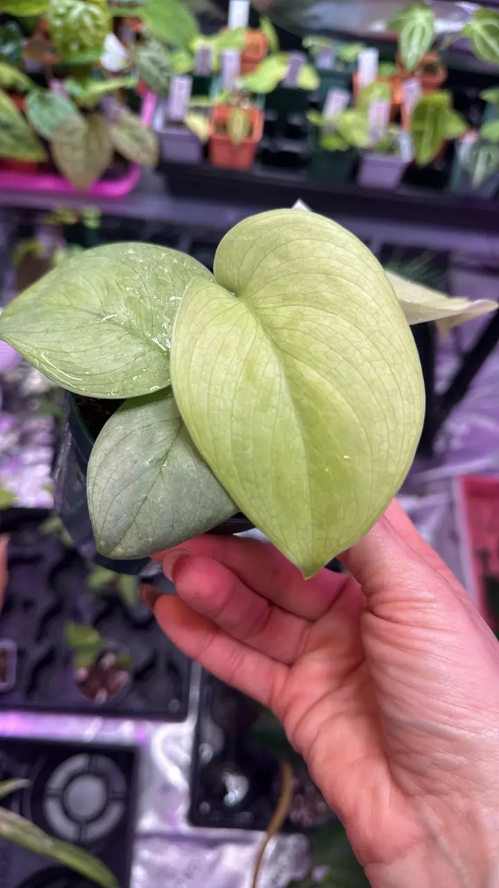 plant/Scindapsus Silver Hero-1