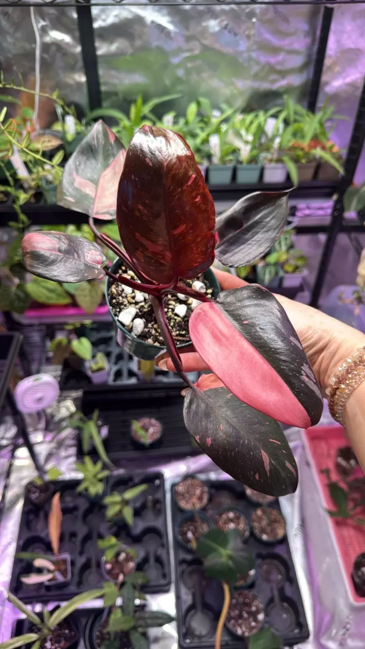 plant/Philodendron Marble Pink Princess-0