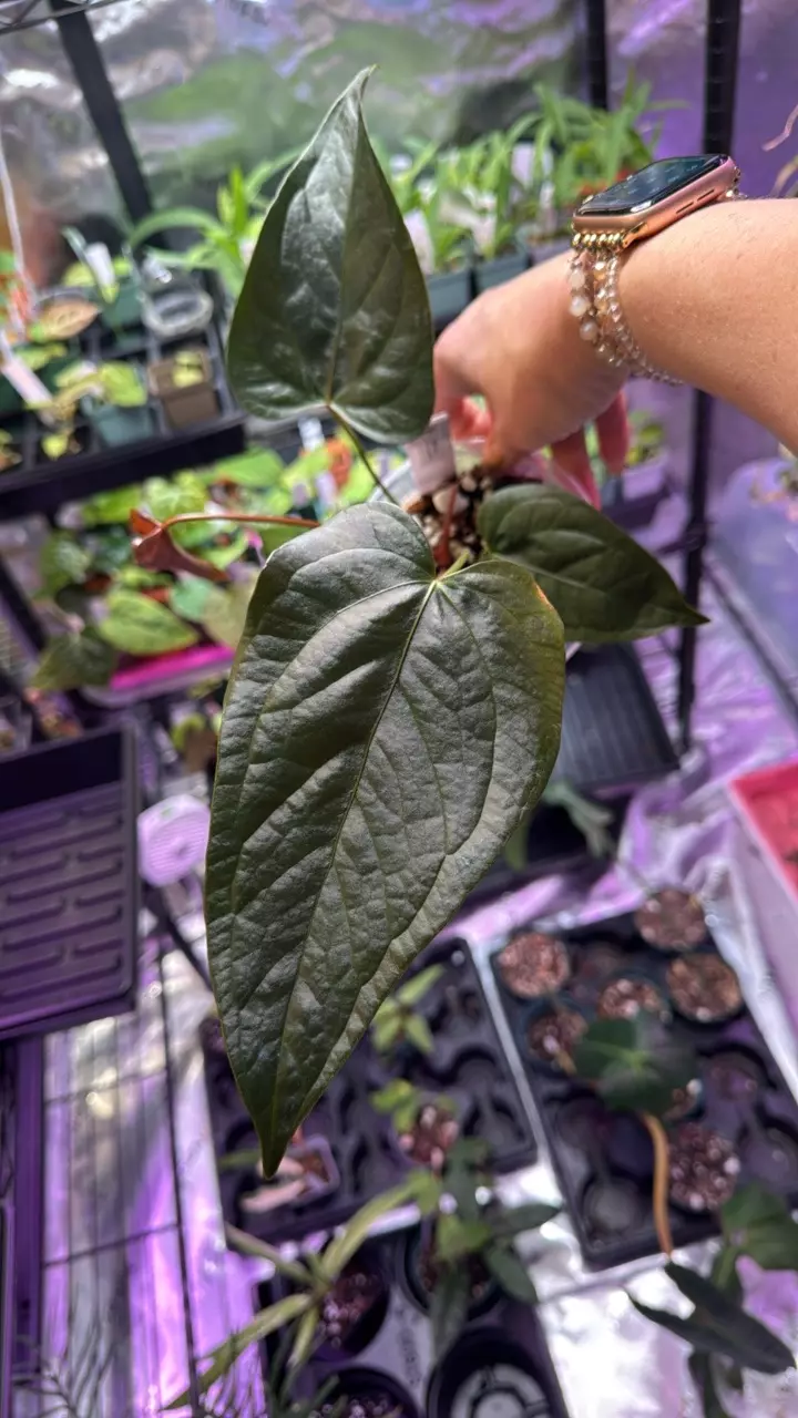 plant/Anthurium Queen of Hearts 145-0