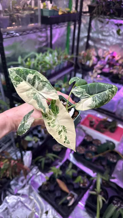 plant/Alocasia Frydek Albo 148-0-thumbnail