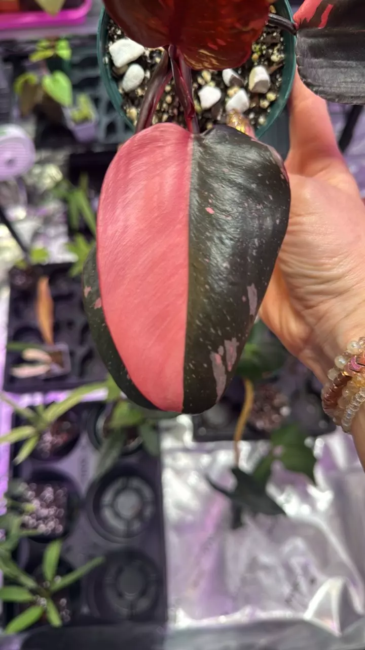 plant/Philodendron Marble Pink Princess-1