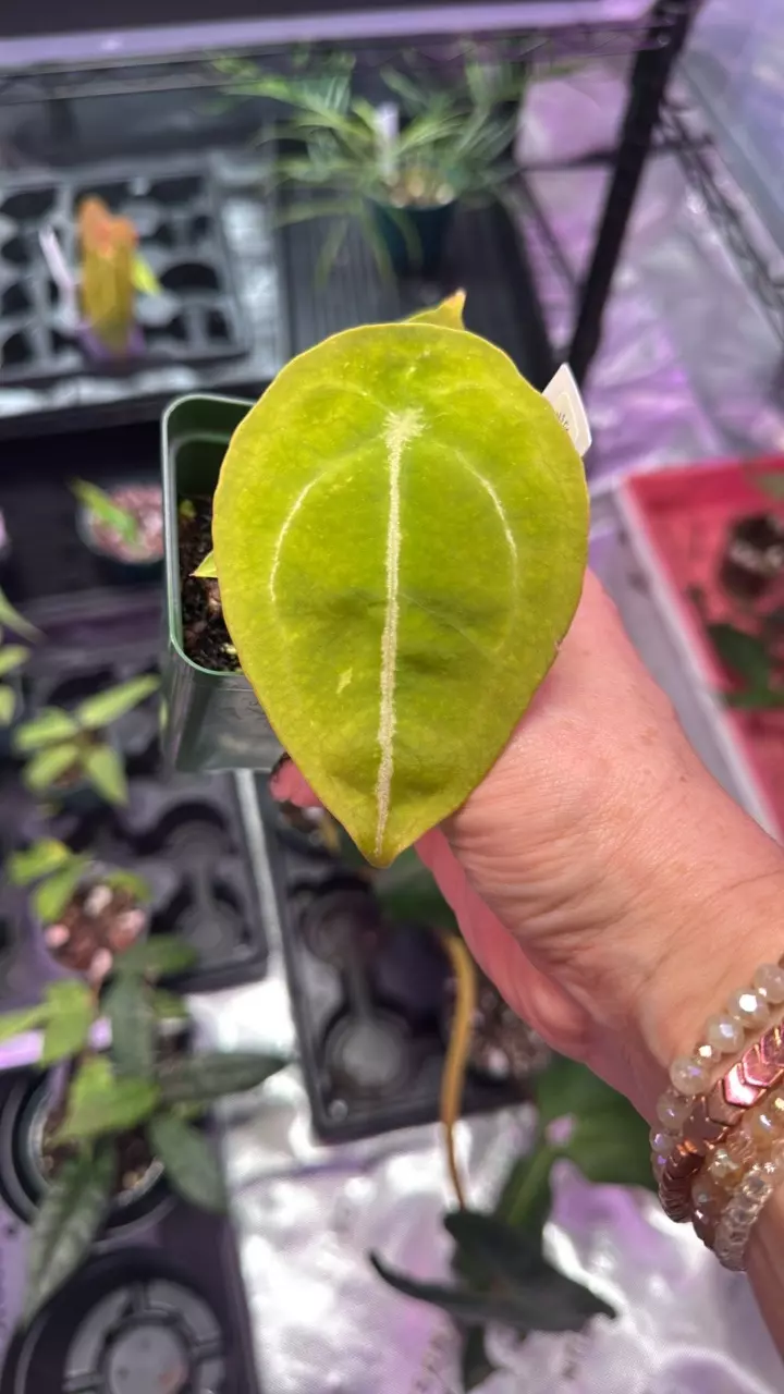 plant/Anthurium Forgetii-0