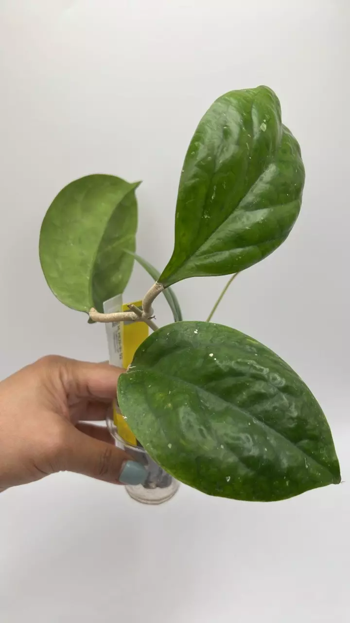 plant/HLN -IN 02 #0362-0