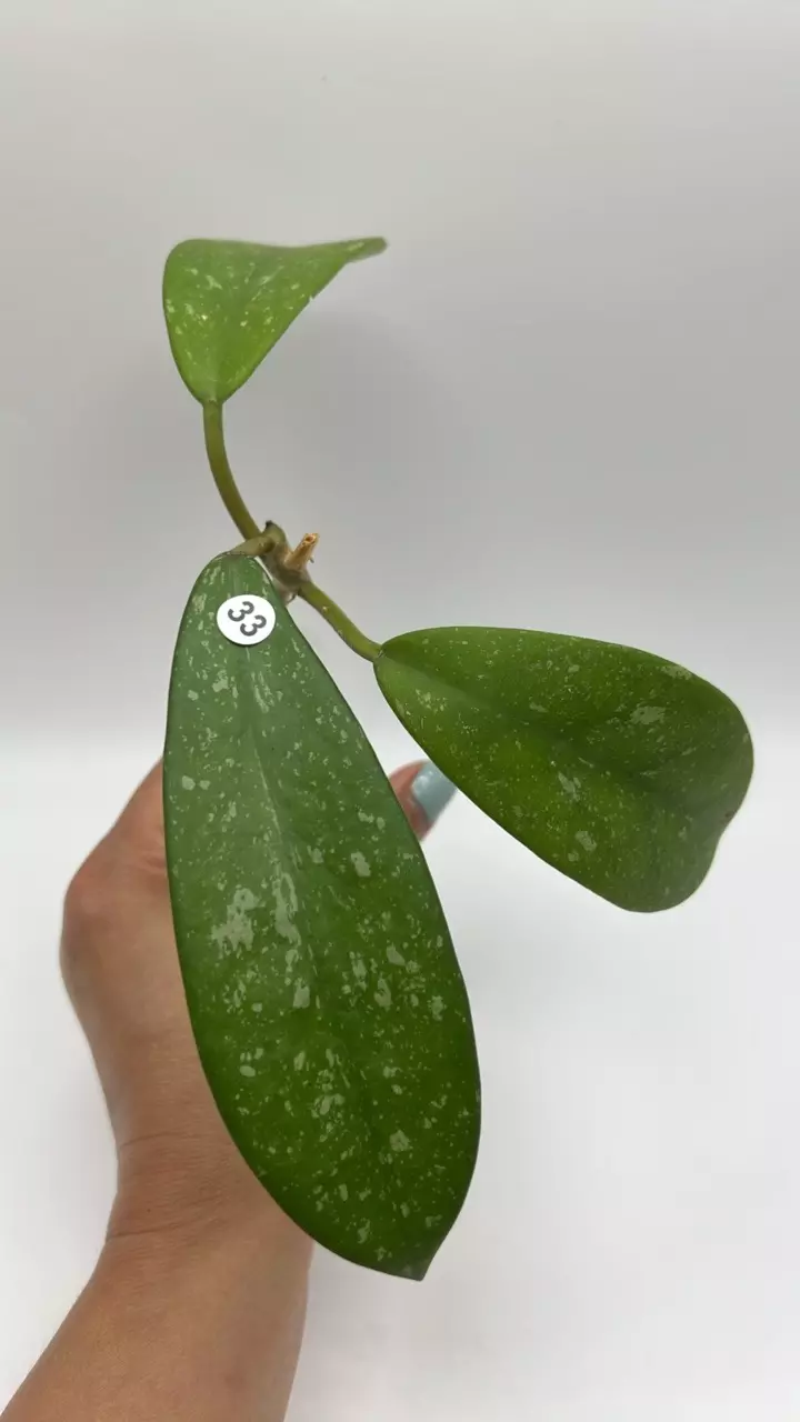 plant/Diversifolia splash cutting-0