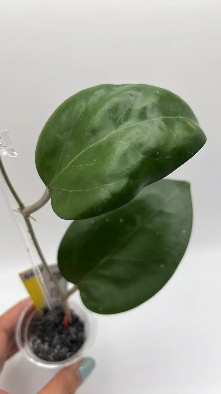 plant/Vitellina HSL #0424-0