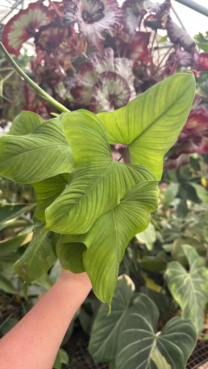 plant/PS-6991 Philodendron fibraecataphyllum-0