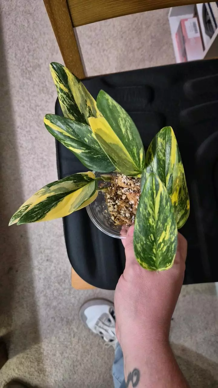 plant/High Color Standleyana Aurea-0