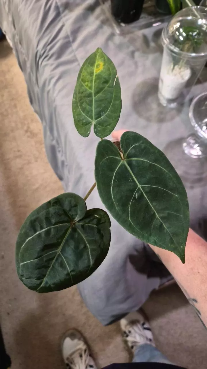 plant/Hoffmanii x Dorayaki-0