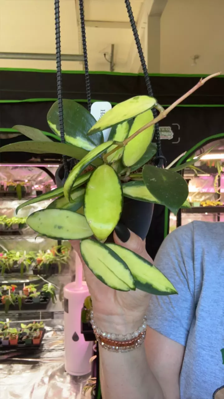 plant/Hoya Acuta inner variegated-0