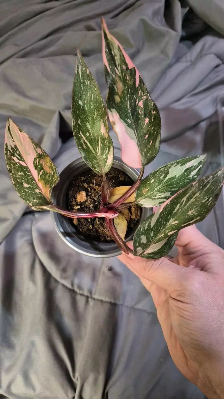 plant/PPP Galaxy #1-0