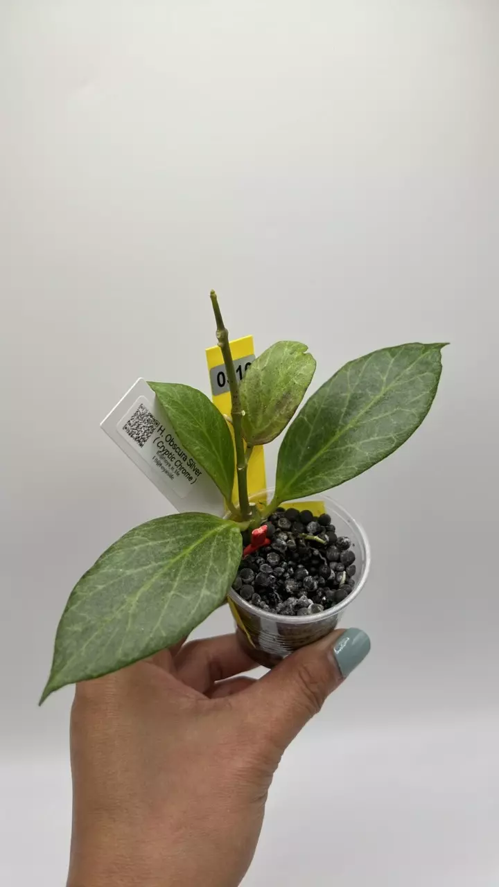 plant/cryptic chrome #0310-0