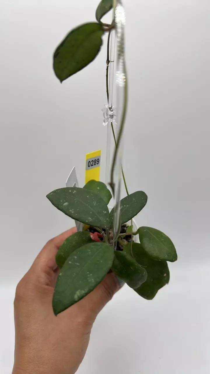 plant/Ovalifolia #0289-0
