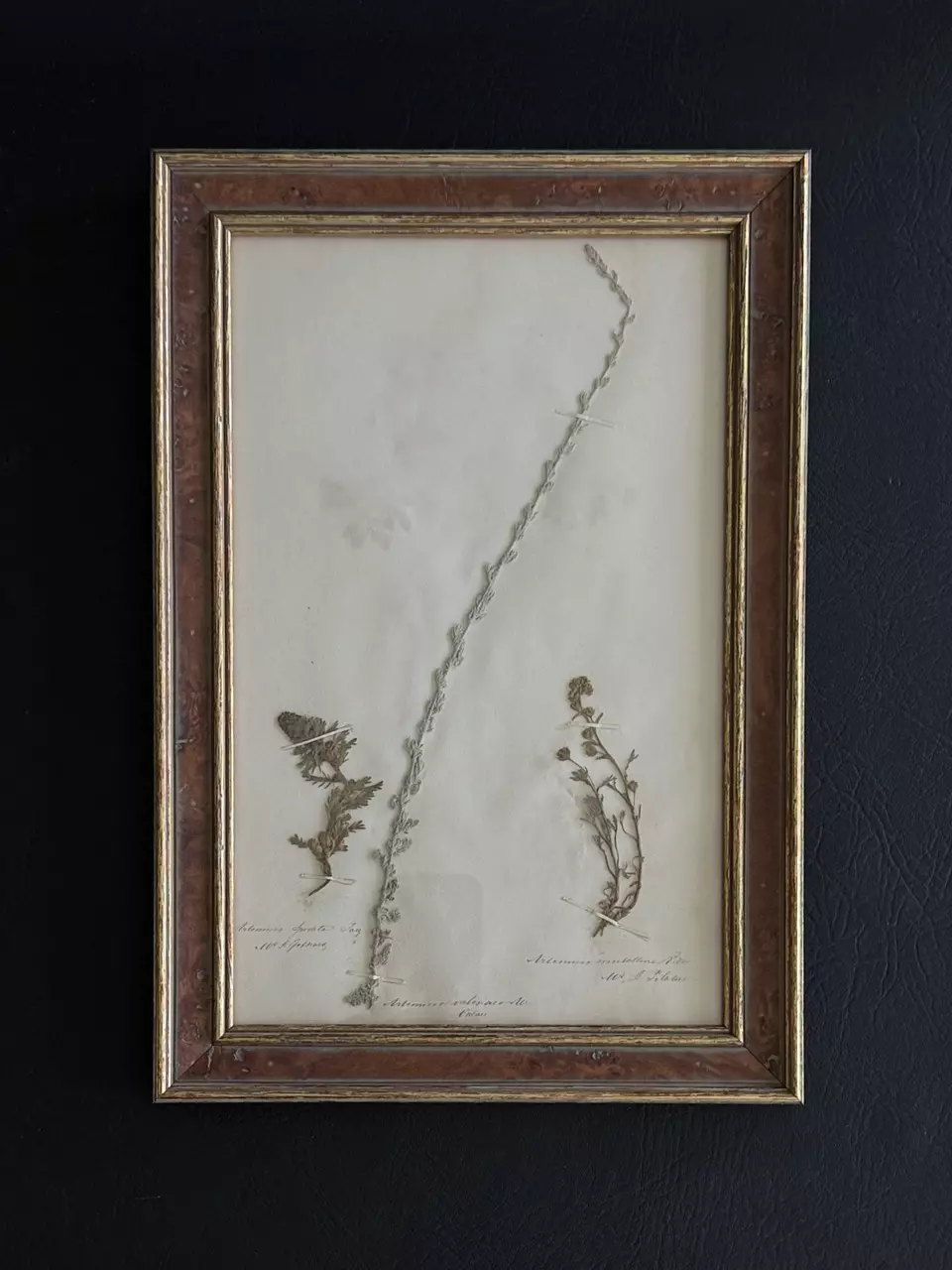 plant/Framed Antique Pressed Botanical 1863-0
