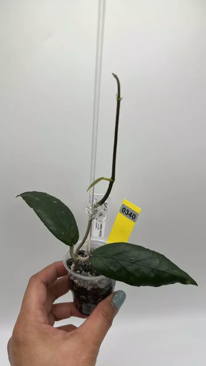 plant/sp. Sumatra NoId #0340-0