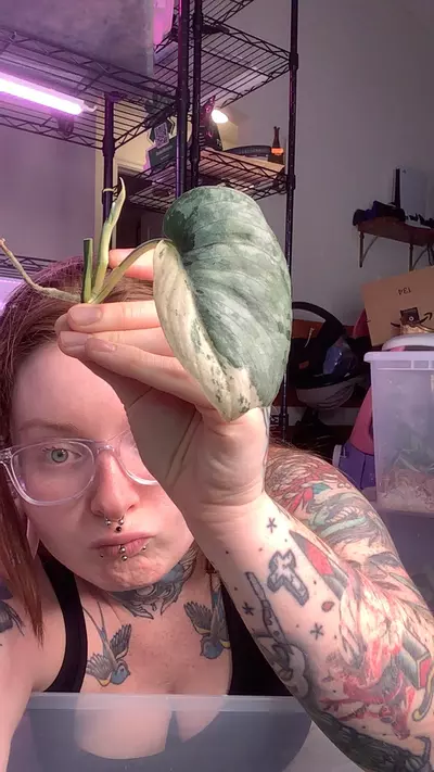 plant/salamount-0-thumbnail