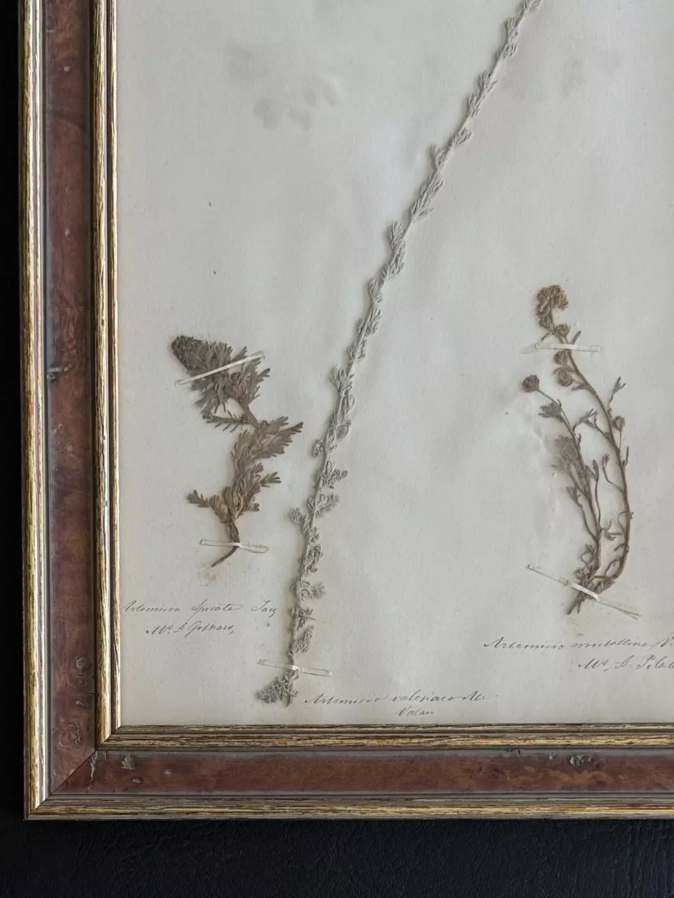 plant/Framed Antique Pressed Botanical 1863-1