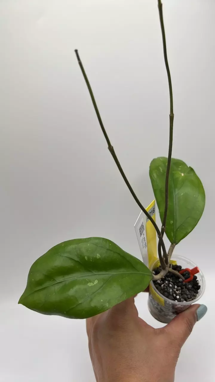 plant/AH 098 #0216-0