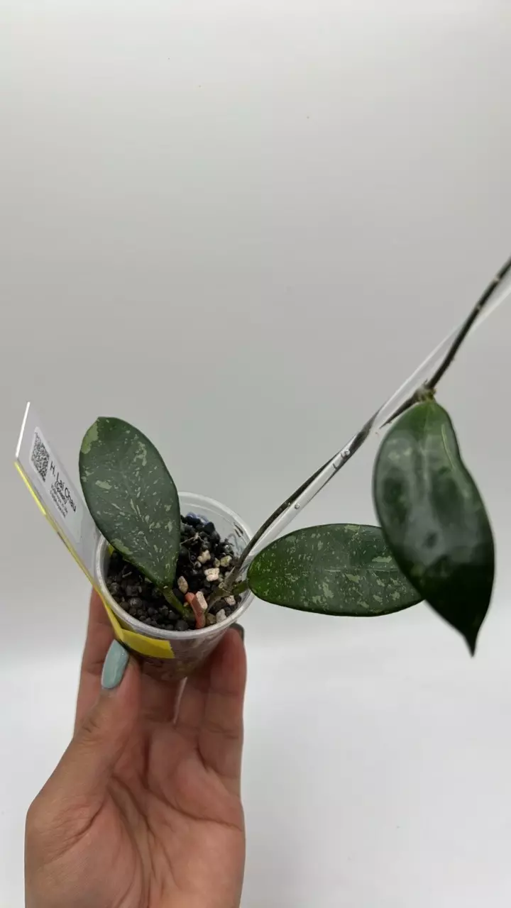 plant/lai Chau splash #0046-0