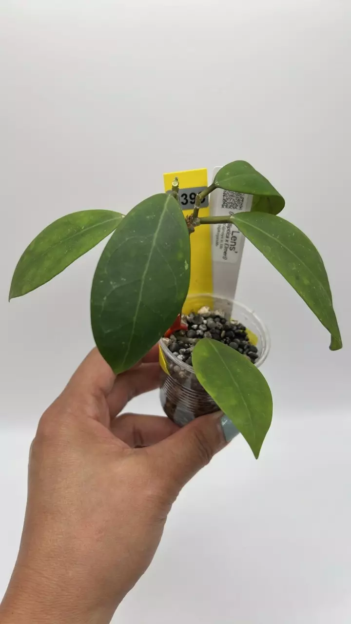 plant/AH ‘Lens’ (Elliptica x Elmeri) #0393-0