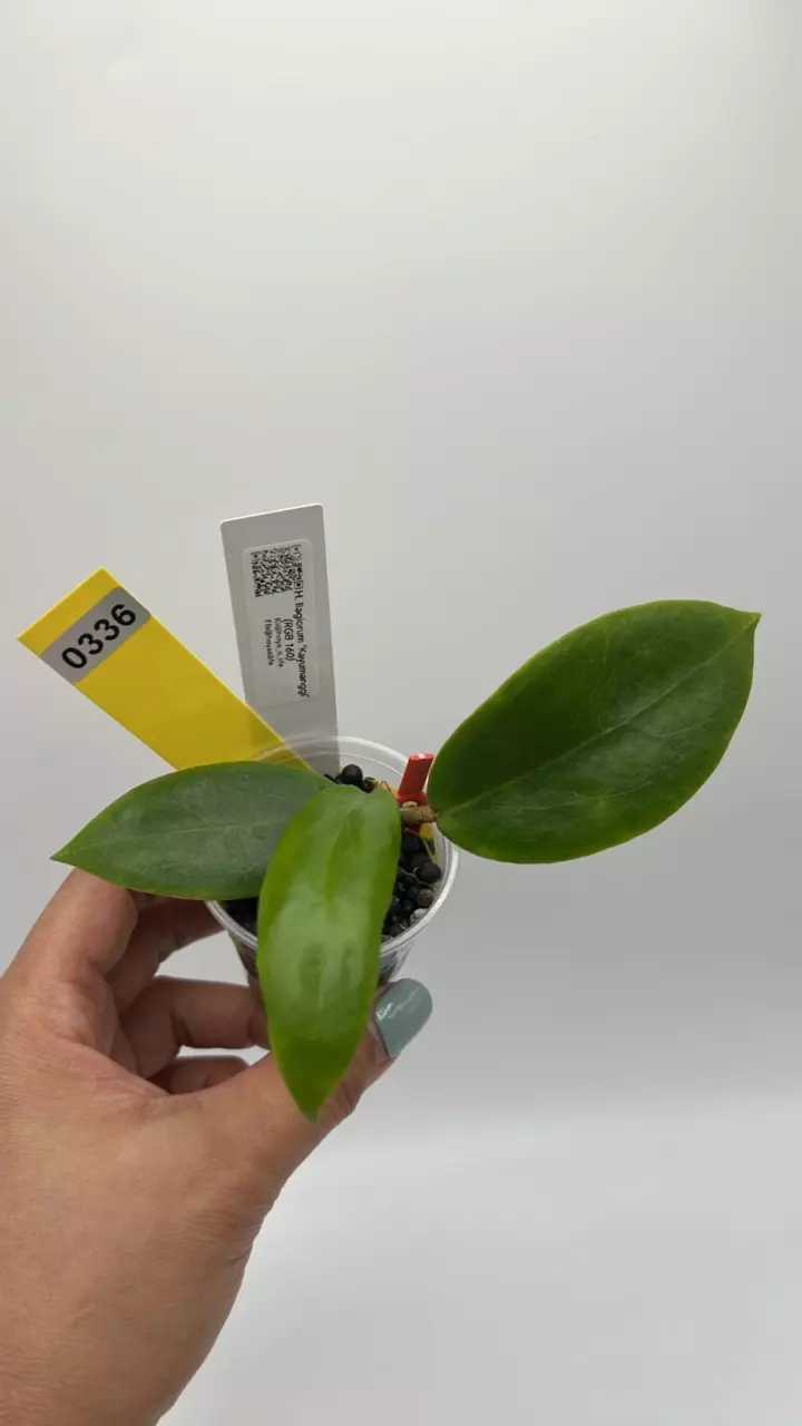 plant/RGB 160- Ilagiorum ‘Kayumanngi’#0336-0