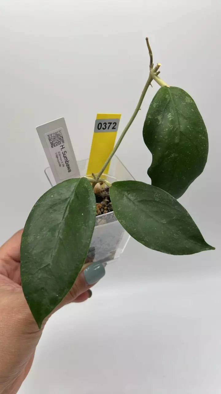 plant/Sumbawa #0372-0