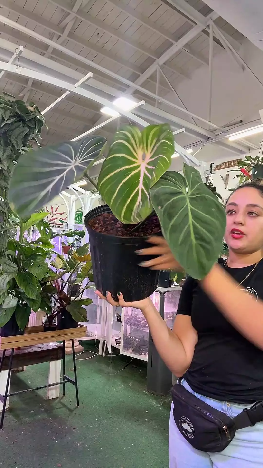 plant/philodendron gloriosum 1gl-0
