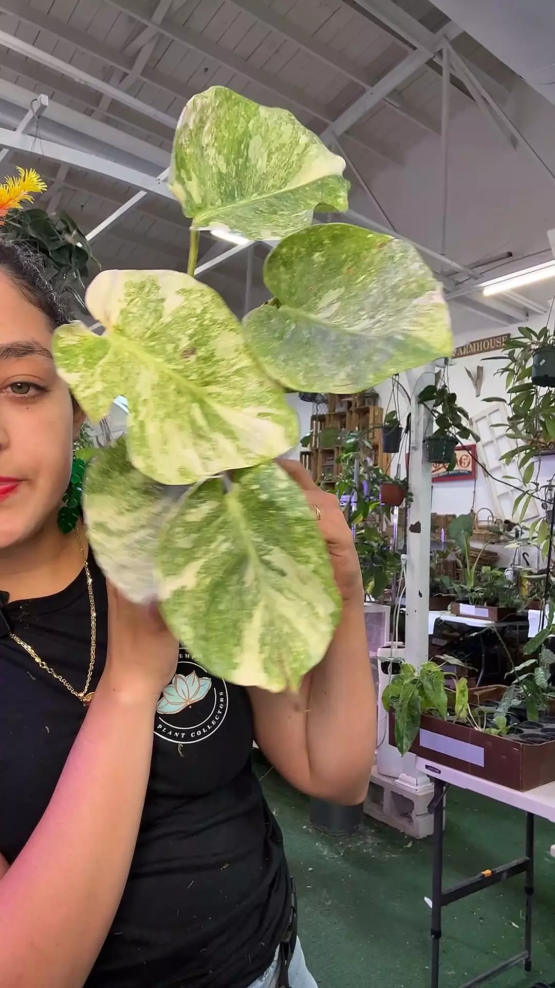 plant/monstera legacy 0565-0