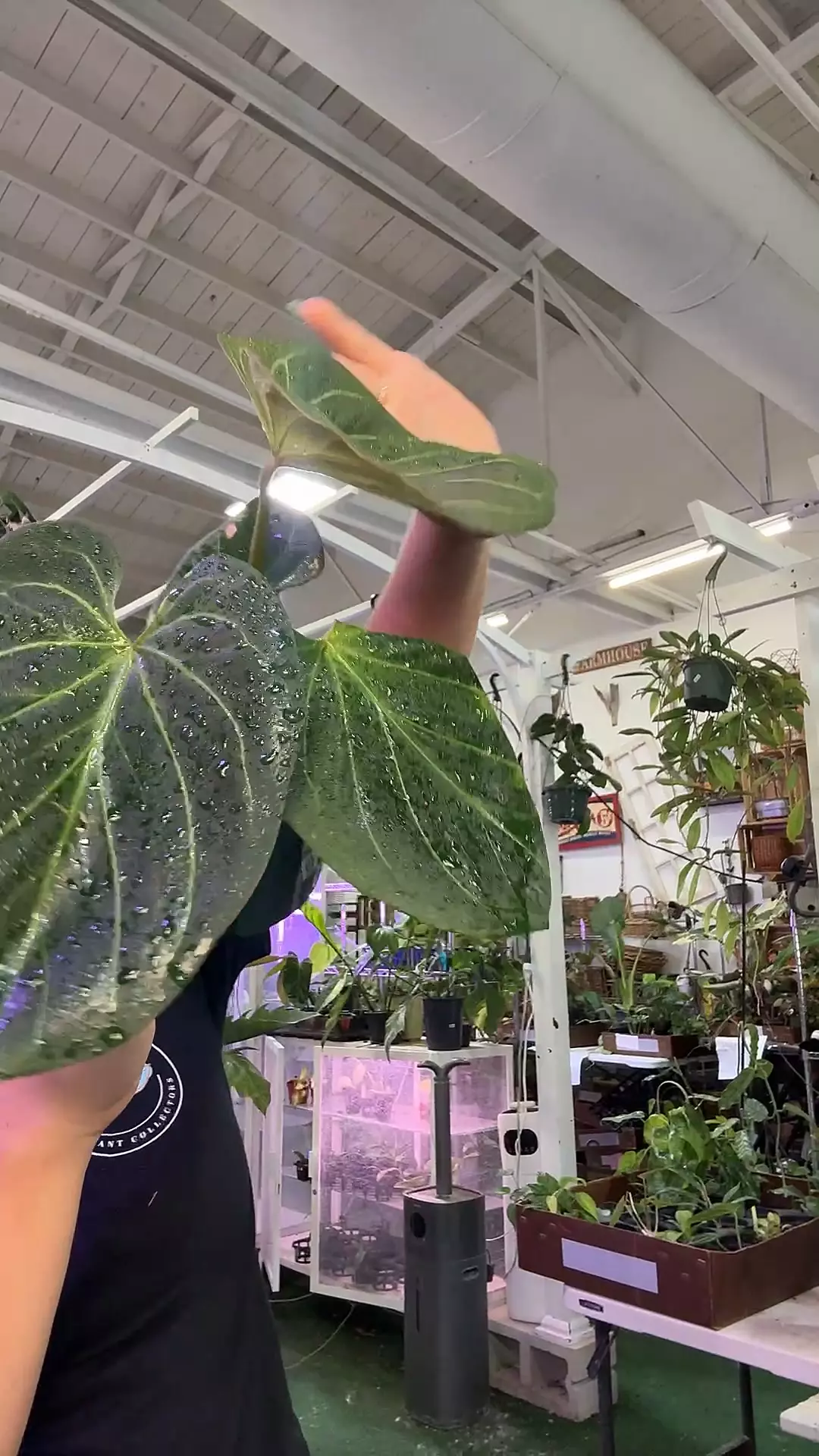 plant/anthurium KOS 1558-0