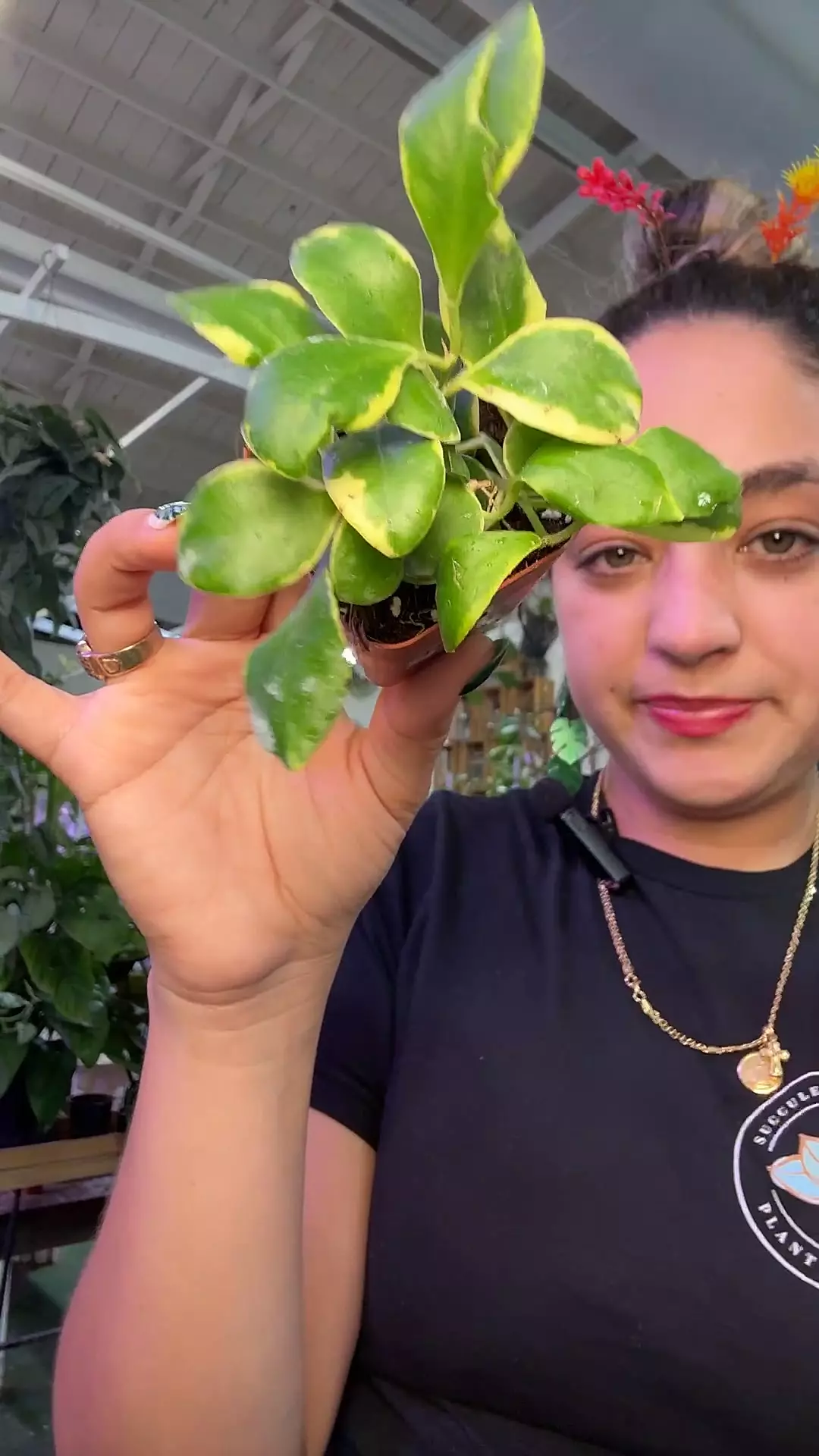 plant/Hoya 1809 heusckeliana variegated-0