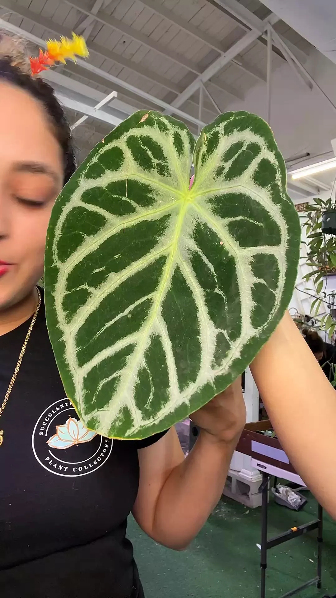 plant/1880 anthurium doreyaki-0