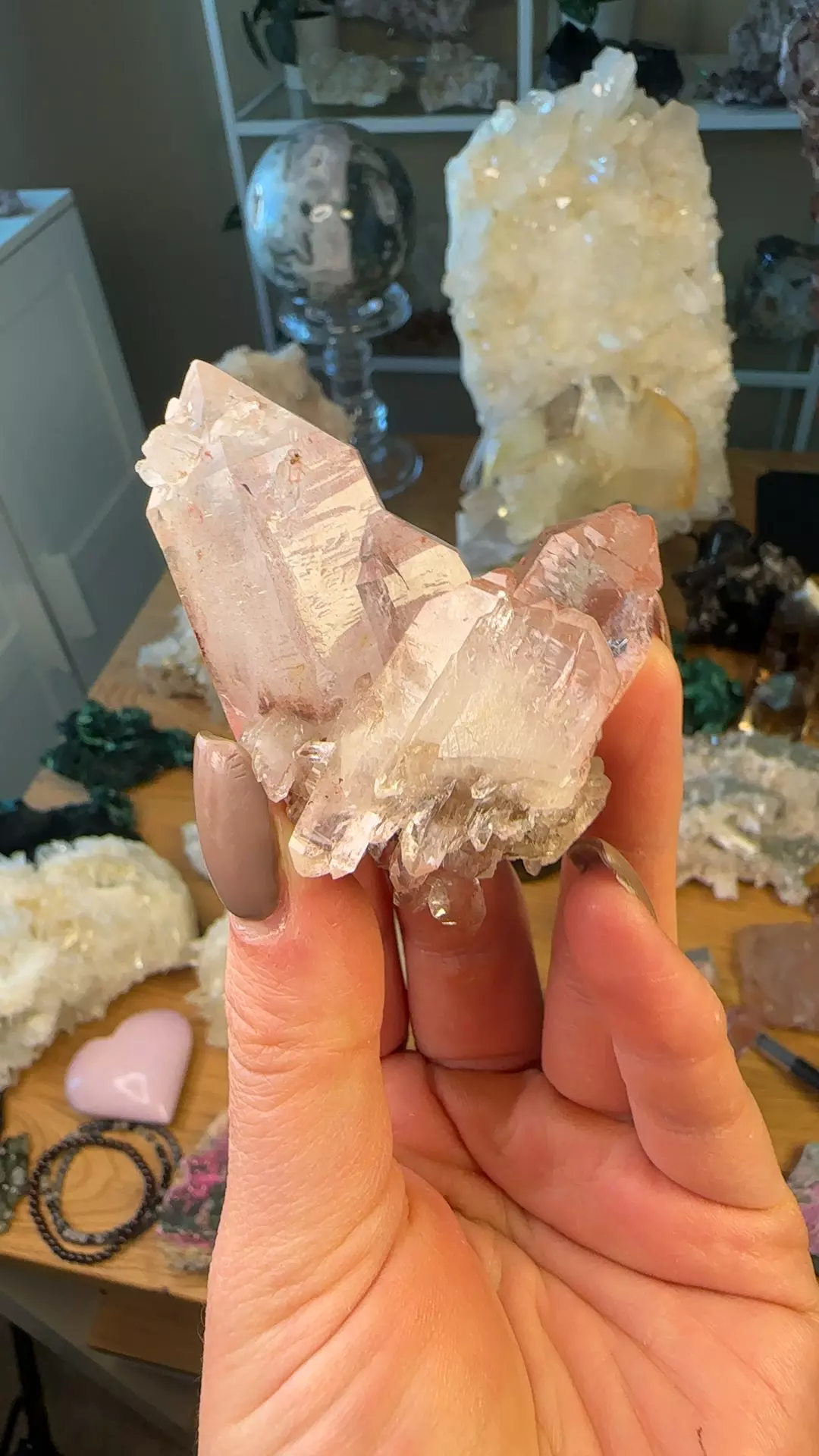 plant/Scarlet temple pink Lemurian 68-0